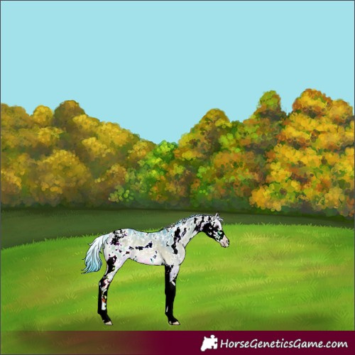 Horse Color:Watercolor Chocolate Buckskin Onyx Sabino 