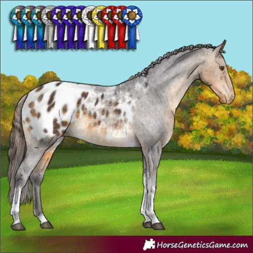Horse Color:Buckskin Tobiano Appaloosa Rabicano 