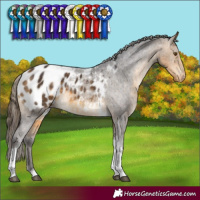 Horse Color:Buckskin Tobiano Appaloosa Rabicano 
