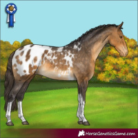 Horse Color:Buckskin Tobiano Appaloosa Rabicano 