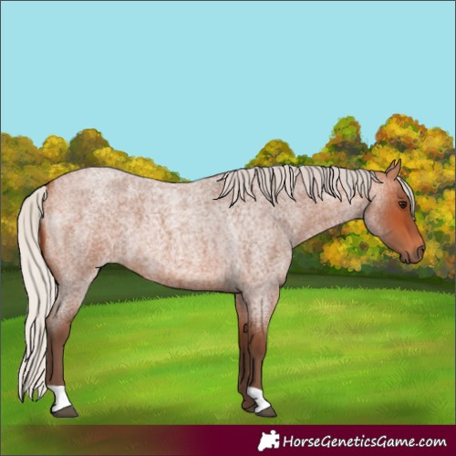 Horse Color:Silver Bay Roan 