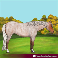 Horse Color:Silver Bay Roan