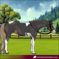 Horse Color:Liver Chestnut Sabino Splash Tobiano 