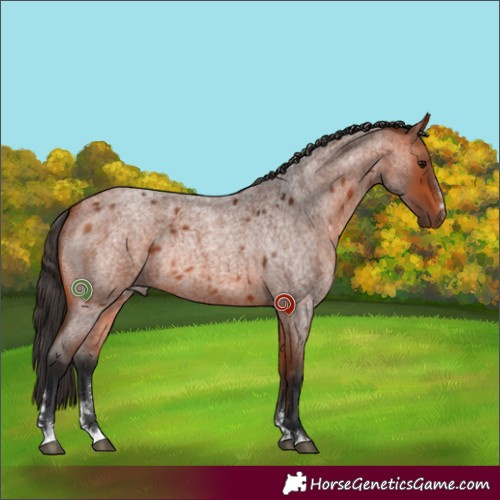 Horse Color:Bay Roan Rabicano 