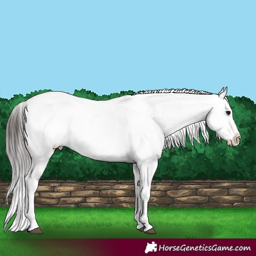 Horse Color:Brown Sabino Appaloosa Rabicano 