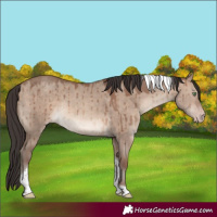 Horse Color:Sable Champagne Dun Tobiano Rabicano Brindle
