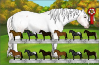 Horse Color:Silver Bay Snowcap Rabicano