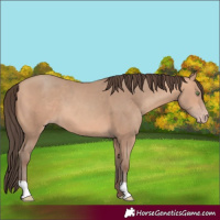 Horse Color:Amber Champagne 