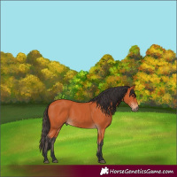 Horse Color:Bay 