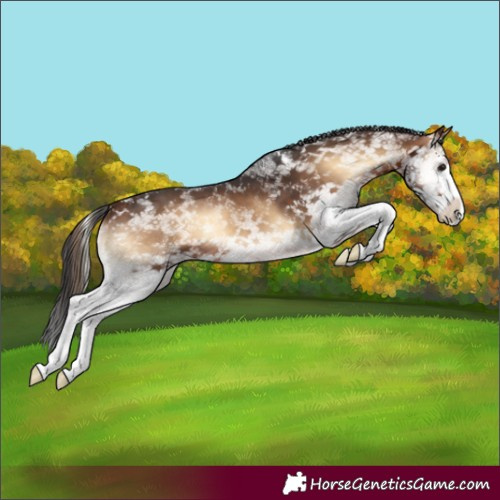 Horse Color:White Spotted Bay Onyx Splash 