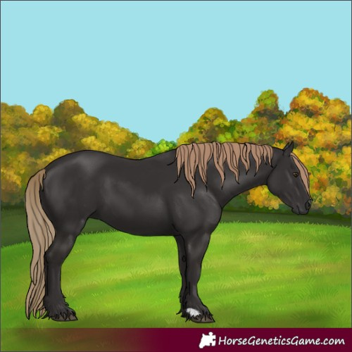 Horse Color:Liver Chestnut 