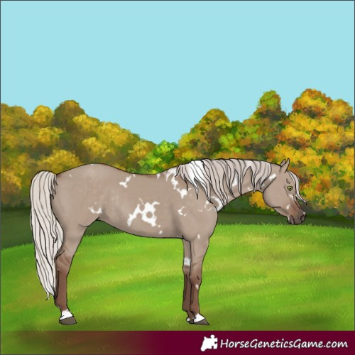 Horse Color:White Spotted Silver Grullo Rabicano 