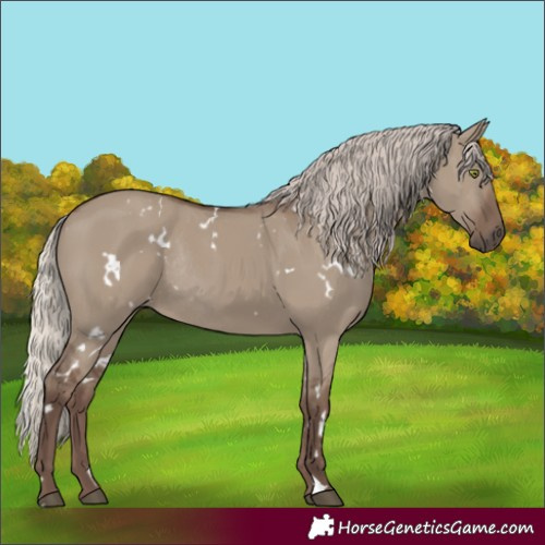 Horse Color:White Spotted Silver Grullo Rabicano