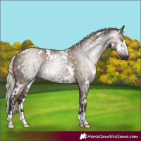 Horse Color:Gray White Spotted Silver Grullo Rabicano 