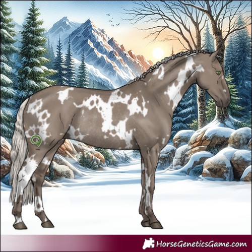 Horse Color:White Spotted Silver Grullo Rabicano