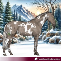 Horse Color:White Spotted Silver Grullo Rabicano