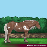 Horse Color:White Spotted Silver Black Rabicano 