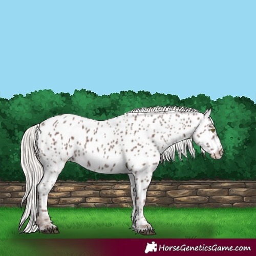 Horse Color:White Spotted Silver Black Near Leopard Rabicano 