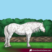 Horse Color:White Spotted Silver Black Appaloosa Rabicano 