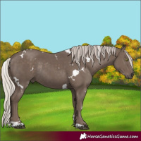 Horse Color:White Spotted Silver Black Rabicano