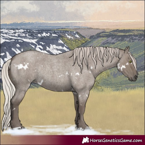 Horse Color:White Spotted Silver Grullo Roan Rabicano