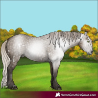 Horse Color:Gray White Spotted Silver Grullo Rabicano 