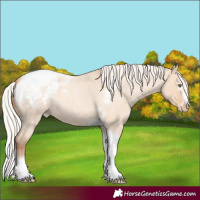Horse Color:Silver Amber Champagne Roan Dun Splash Tobiano Frame Appaloosa Rabicano 