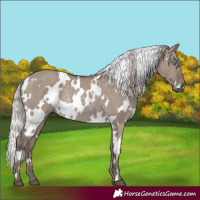 Horse Color:White Spotted Silver Grullo Rabicano 