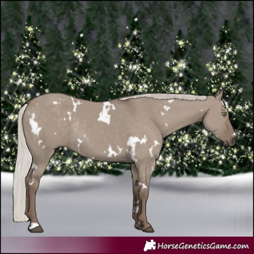 Horse Color:White Spotted Silver Grullo Rabicano 