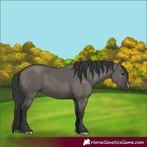 Horse Color:Grullo 
