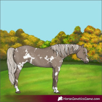 Horse Color:White Spotted Silver Grullo Rabicano 