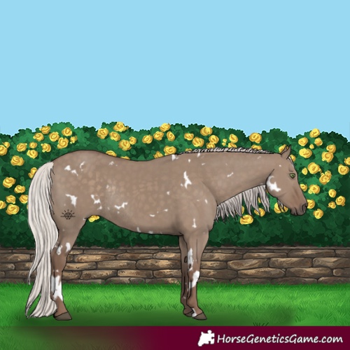 Horse Color:White Spotted Silver Grullo Rabicano 