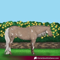 Horse Color:White Spotted Silver Grullo Rabicano 