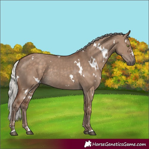 Horse Color:White Spotted Silver Grullo Rabicano