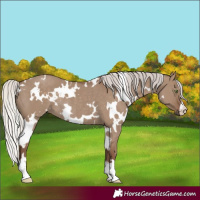 Horse Color:White Spotted Silver Grullo Rabicano