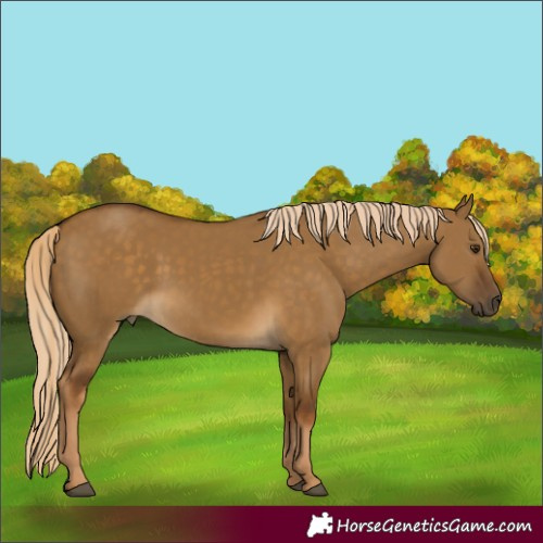 Horse Color:Chocolate Palomino Dun Rabicano 