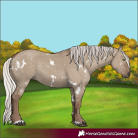 Horse Color:White Spotted Silver Grullo Rabicano 