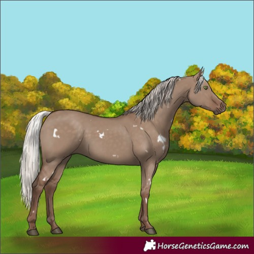 Horse Color:White Spotted Silver Grullo Rabicano
