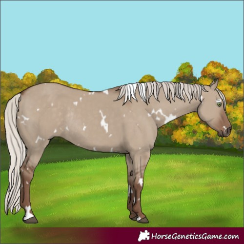 Horse Color:Unknown 