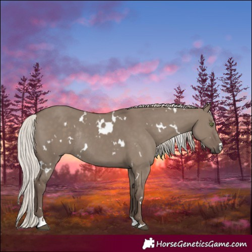 Horse Color:White Spotted Silver Grullo Rabicano 