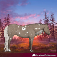 Horse Color:White Spotted Silver Grullo Rabicano