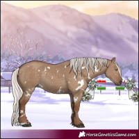Horse Color:White Spotted Silver Grullo Rabicano 