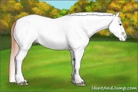 Horse Color:White Spotted Chestnut 