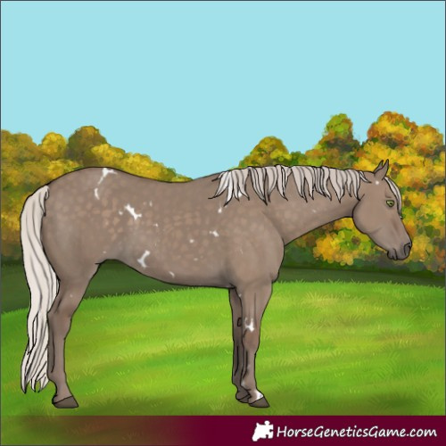 Horse Color:White Spotted Silver Grullo Rabicano