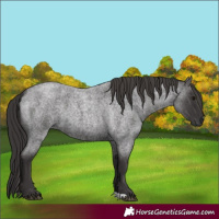 Horse Color:Smoky Blue Roan 