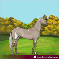 Horse Color:White Spotted Silver Grullo Rabicano