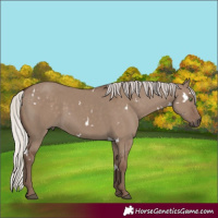 Horse Color:White Spotted Silver Grullo Rabicano