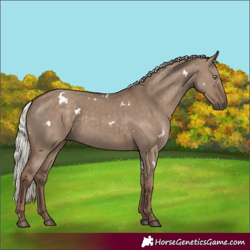 Horse Color:White Spotted Silver Grullo Rabicano