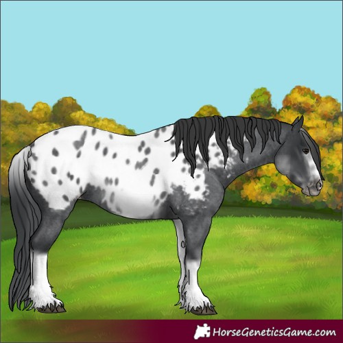 Horse Color:White Spotted Blue Roan Splash Frame Appaloosa 