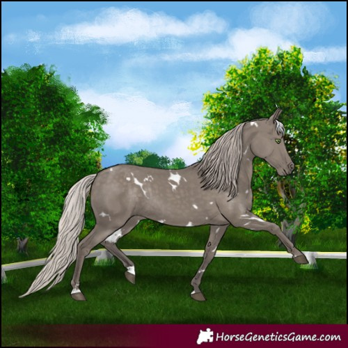 Horse Color:White Spotted Silver Grullo Rabicano 
